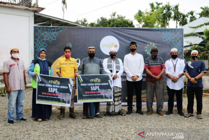 PT Mifa Bersaudara salurkan 12 ternak sapi dan 11 ternak kambing jelang Idul Adha 1441 H