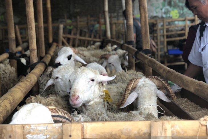Pemerintah Kabupaten Bangka Selatan siapkan 500 hewan kurban