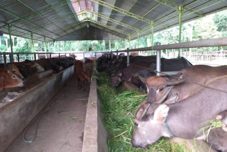 PT Timah Sumbang 193 Ekor Hewan Kurban Menjelang Idul Adha 1441 H