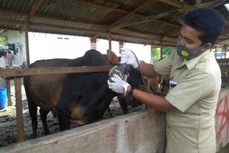 Memastikan kesehatan hewan kurban, DKPPP Lhokseumawe lakukan pemeriksaan