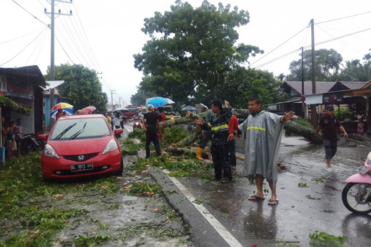 Pohon tumbang sebabkan jalan lintas Meulaboh-Blangpidie terganggu