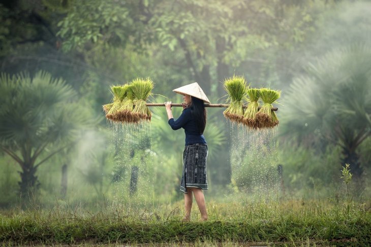 Family farms vital to food security, in need of support: FAO