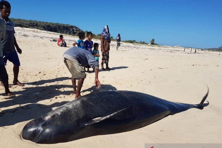 Belasan ekor paus pilot terdampar pesisir pantai sabu raijua