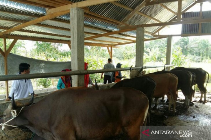Distan Mukomuko pantau kesehatan hewan kurban