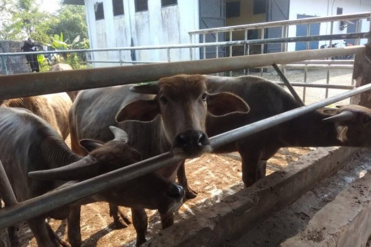 Lebak kembangkan pembibitan dorong populasi kerbau meningkat