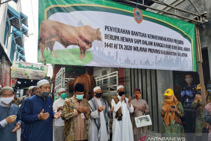 Presiden serahkan sapi limosin seberat 875 untuk Masjid Noor Banjarmasin
