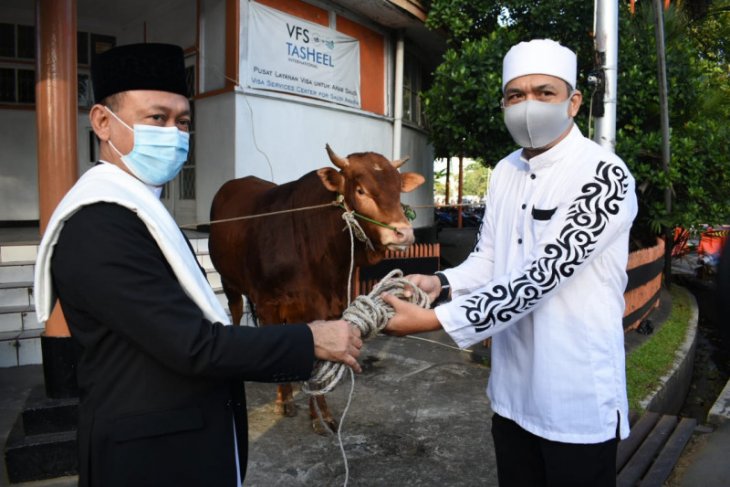 Pemkot Pontianak salurkan 30 sapi kurban