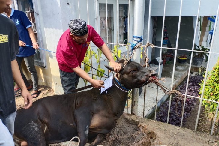Lapas Sungailiat distribusikan daging kurban masak