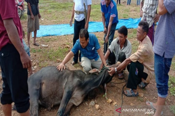 Bupati serahkan satu ekor sapi untuk wartawan Madina