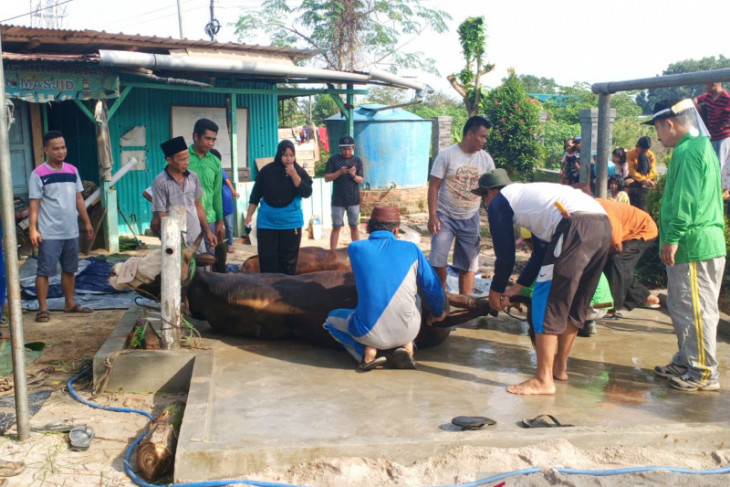 Warga Gabek sampaikan terimakasih atas bantuan sapi dari Pemkot Pangkalpinang