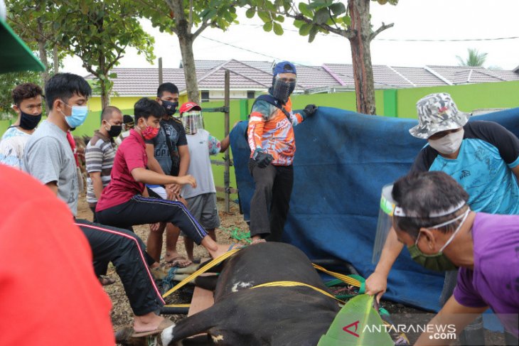 Jamaah LDII Kalsel tebar 355 ekor hewan kurban disituasi pandemi COVID-19
