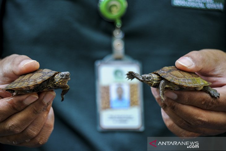 Kelahiran kura-kura Ceper di kebun binatang Bandung 