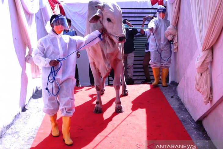 Karpet merah sapi kurban Presiden Jokowi di Masjid Al-Akbar Surabaya