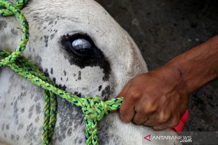 Buang bangkai kepala sapi sisa kurban sembarangan, dua pria ditangkap