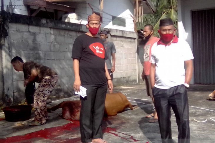 DPRD Bangka sembelih dua ekor sapi