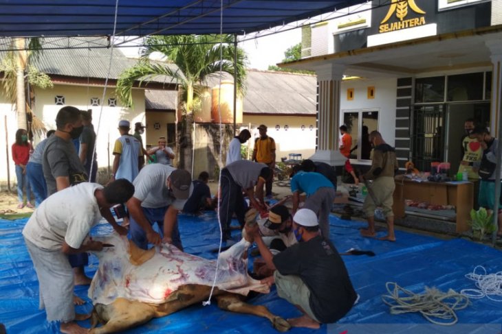 DPD PKS Bangka sembelih delapan ekor hewan kurban
