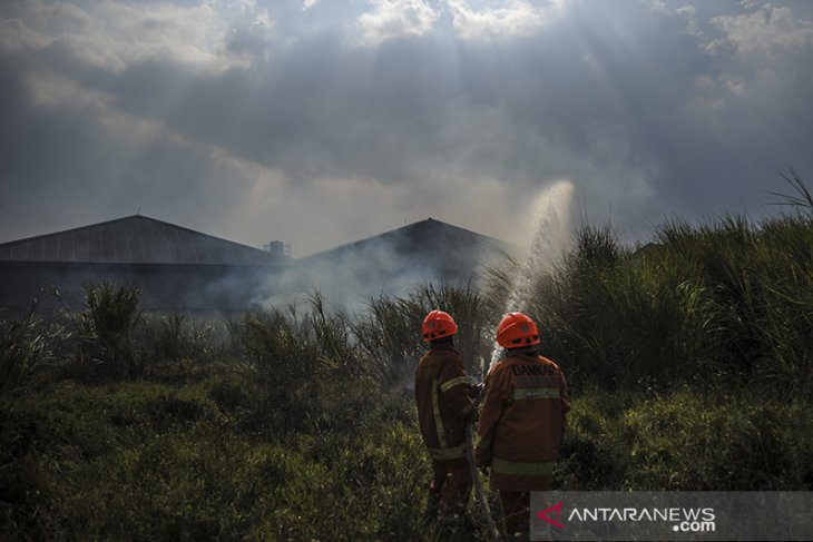 Kebakaran lahan akibat musim kemarau 