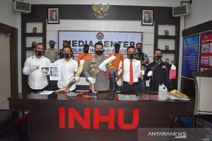 Dua pembunuh gajah sumatera ditangkap, sepasang gading berhasil diamankan