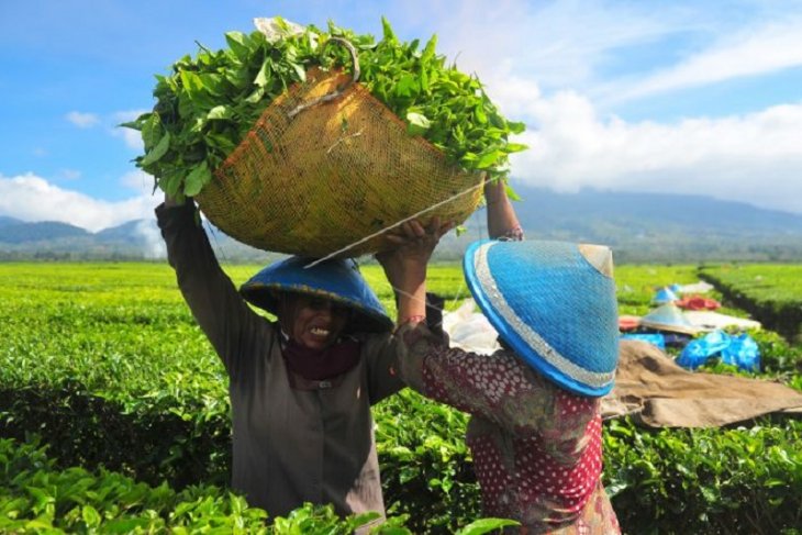 Produksi teh meningkat