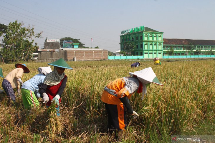 Alih fungsi lahan di kawasan lumbung padi