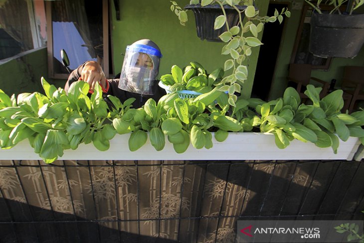 Menanam sayur sendiri di masa Pandemi 