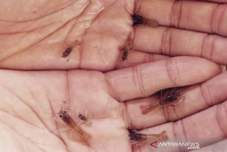 Nelayan di Bengkulu tolak penangkapan benih lobster