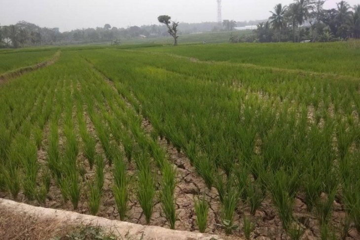 Areal persawahan di Kabupaten Lebak mulai kekeringan