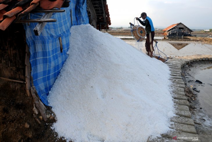 Panen Perdana Garam Mundur