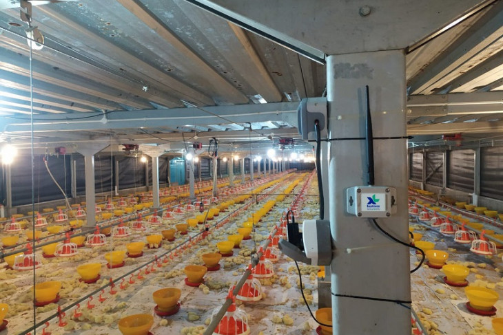 XL Axiata-Sierad Produce berhasil tingkatkan produksi unggas