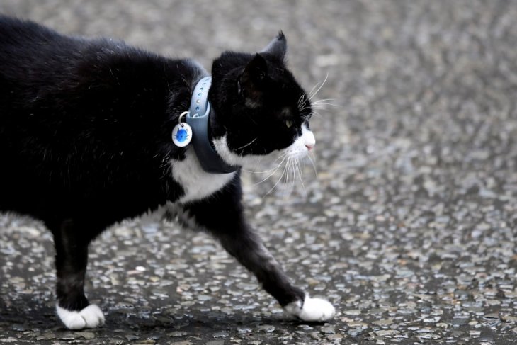 Kucing penangkap tikus di kantor Kemlu Inggris akan pensiun
