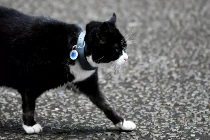 Kucing di kantor Kemenlu Inggris akan pensiun
