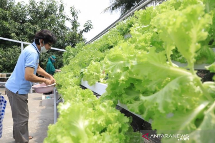 Warga Ciledug, Tangerang jadikan atap rumah kebun hidroponik, untung jutaan