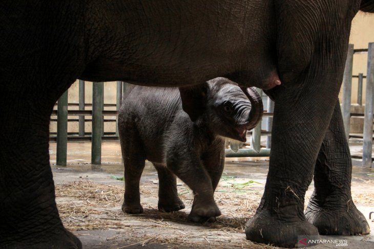 Kelahiran bayi gajah Sumatera