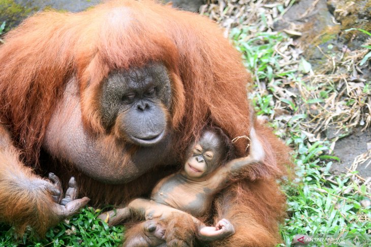 Kelahiran bayi orangutan Kalimantan