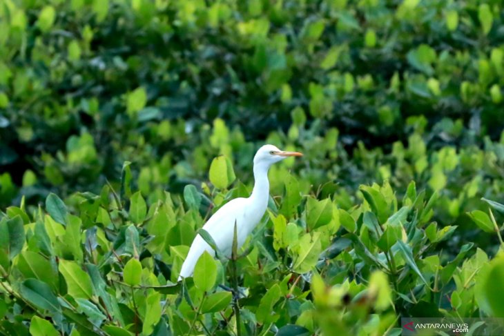 Habitat Burung Kuntul