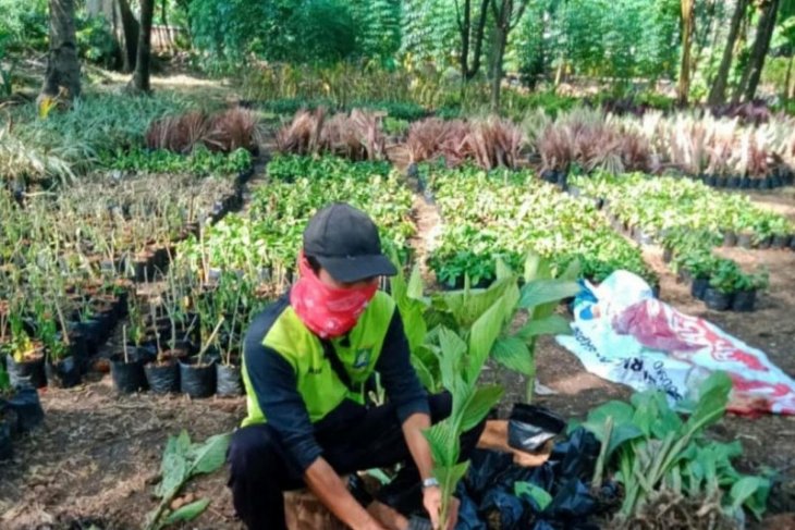 Disbudpar Tangerang hemat Rp350 juta proses pembibitan secara mandiri