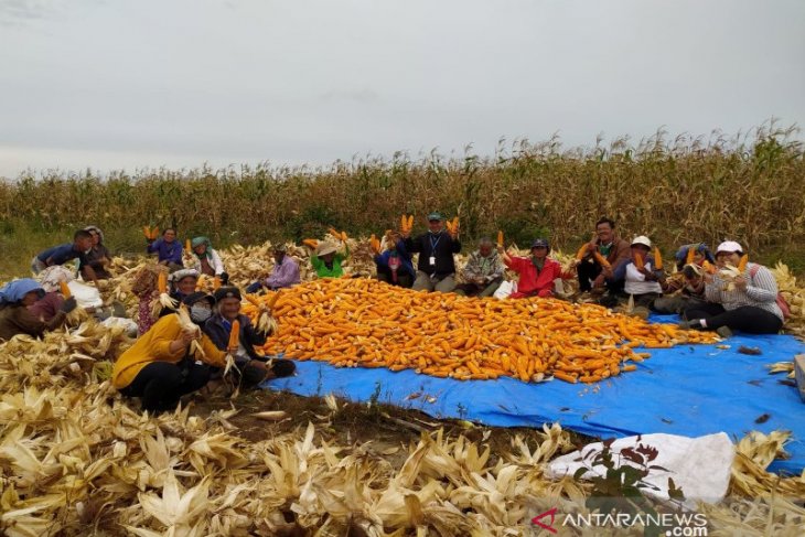 TPL bersama petani binaan panen perdana jagung di Sipahutar Taput