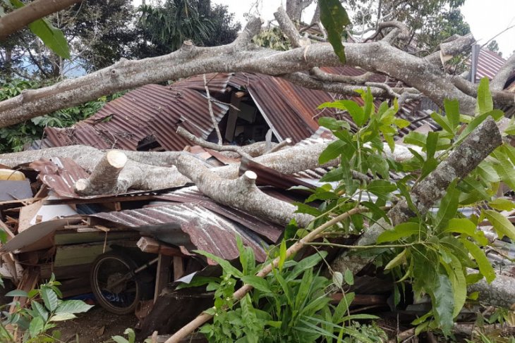 Pohon tumbang hancurkan satu rumah di Bener Meriah