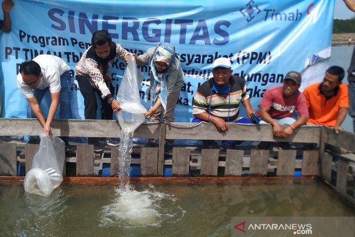 PT Timah tebar 5.000 kakap putih di bekas tambang