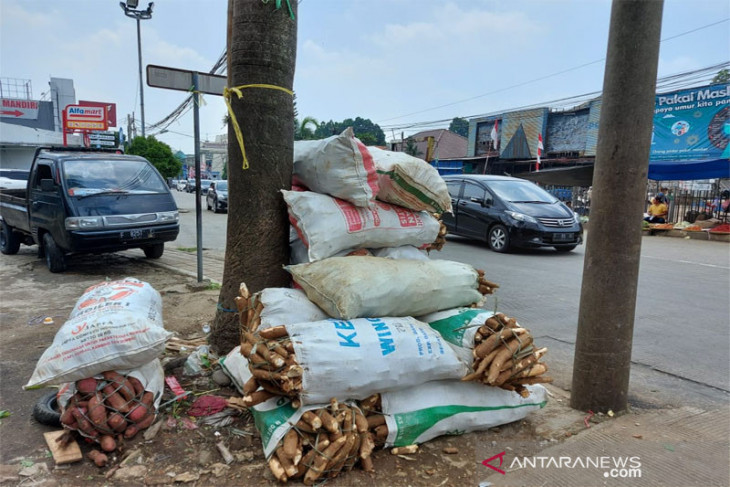 Ubikayu semakin laris di pasaran Kota Bogor