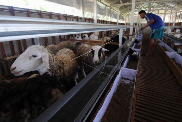 Konsep kandang modern