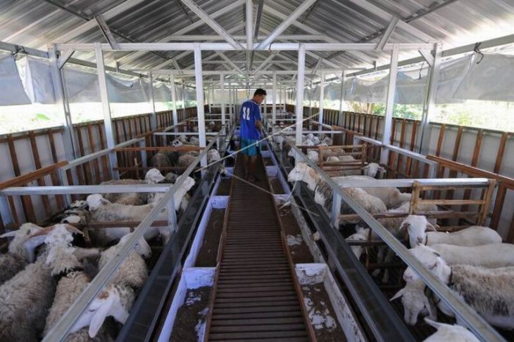 Konsep kandang modern