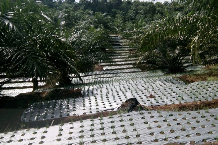 Distan Mukomuko ajukan penambahan pupuk bersubsidi