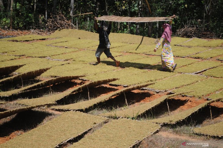 Harga Tembakau Madura Anjlok