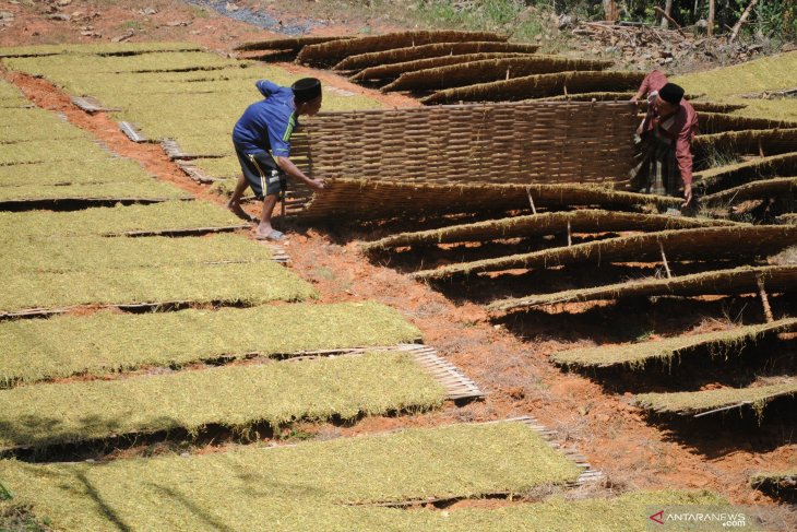 Harga Tembakau Madura Anjlok