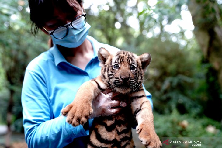 Publik diminta untuk berikan nama anak harimau di Kebun Binatang Shanghai