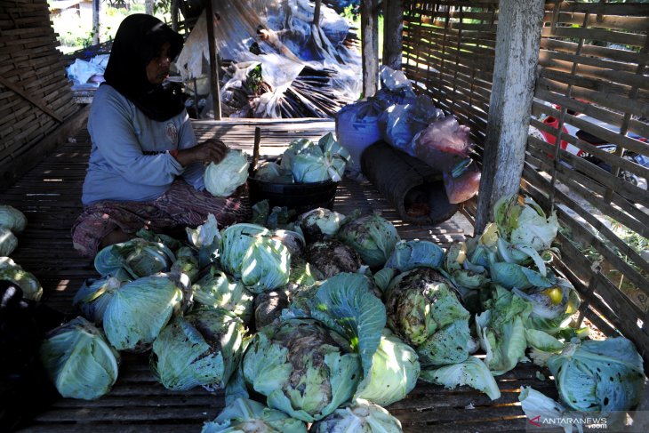 Harga Kubis di Madura Anjlok