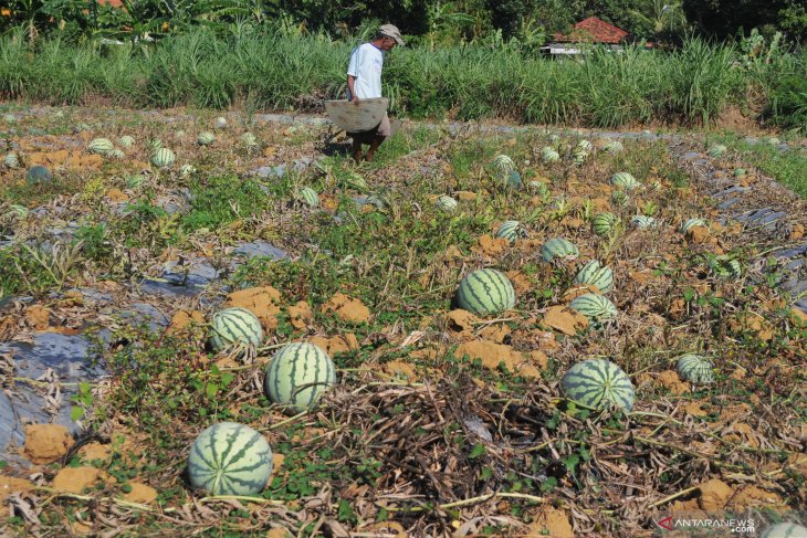 Harga Semangka Turun