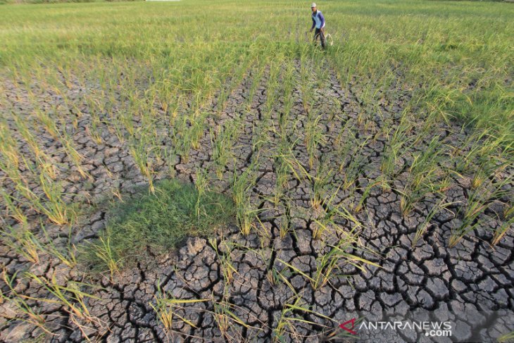 Sekitar 129.788 jiwa di Kabupaten Gunung Kidul terdampak kekeringan