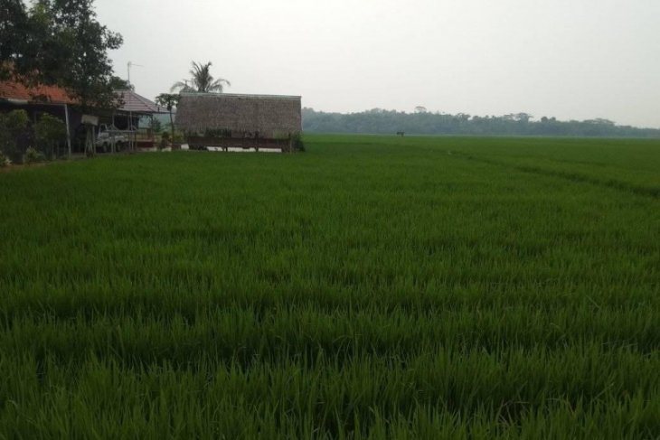 105 Ha sawah di Lebak berhasil diselamat dari kekeringan berkat pompanisasi
